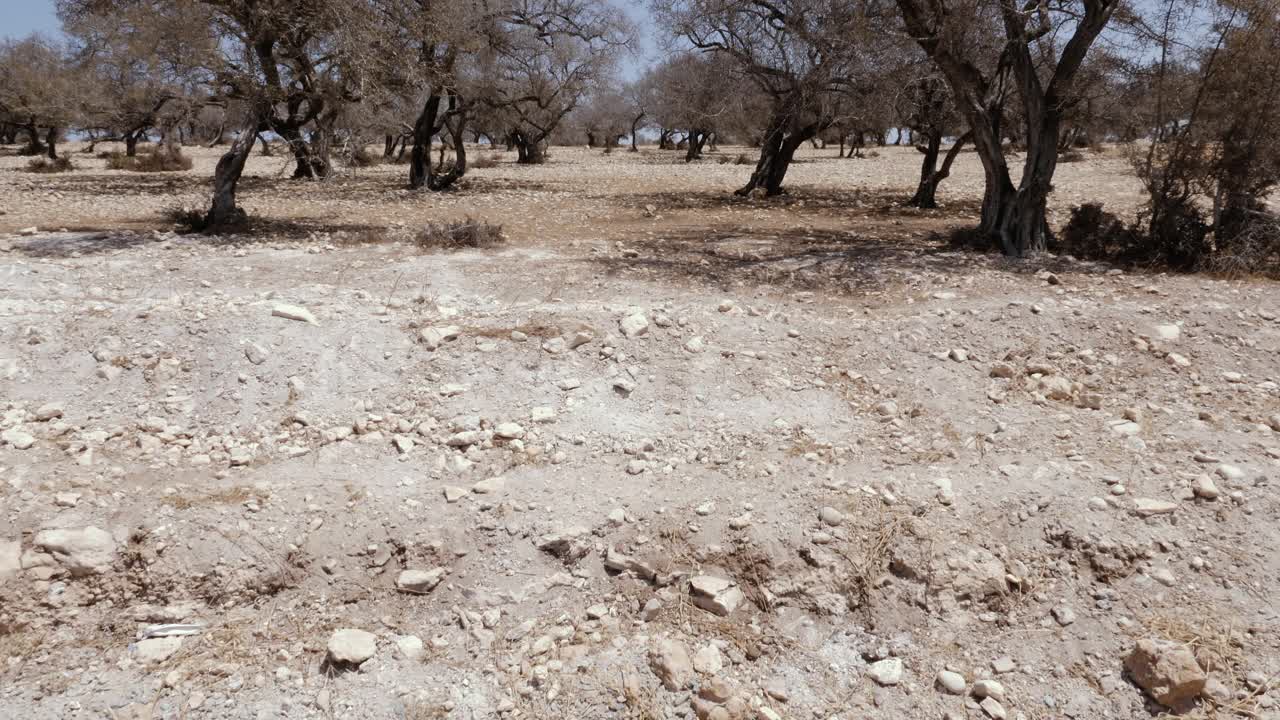 摩洛哥坚果树森林经过一个少雨干燥的夏天，多石干旱的地形。摩洛哥全球变暖，气候变化。视频素材