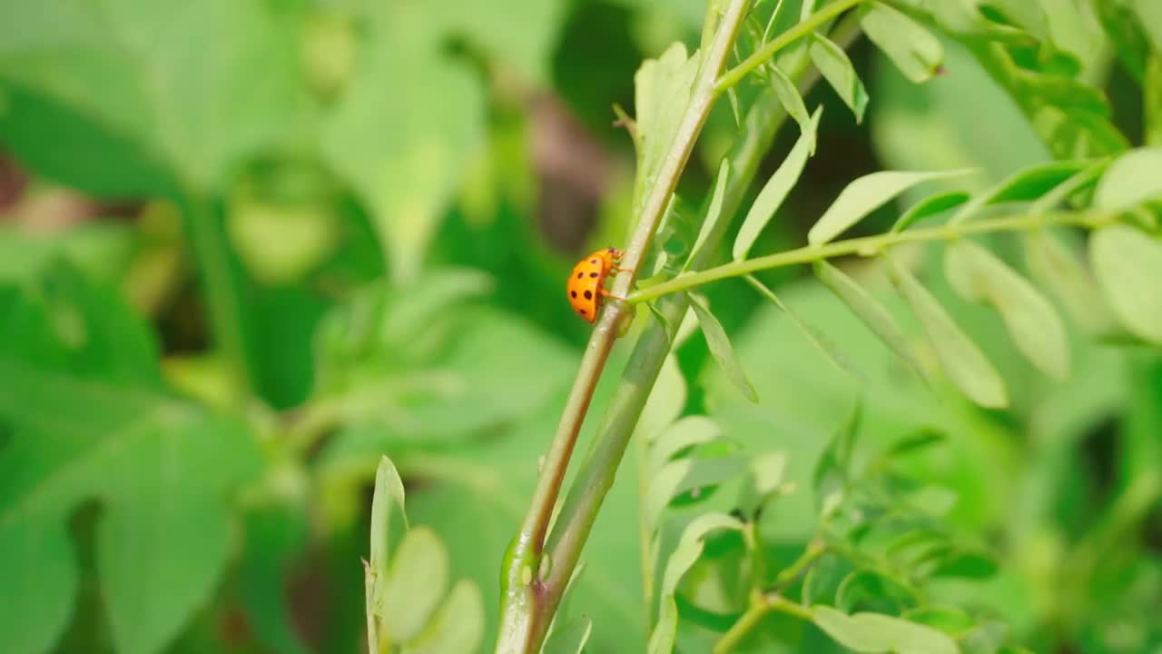 一只带着黑点的红色瓢虫在树叶间行走。叶芽在风中摇摆。叶芽呈浅绿色，以绿草为背景视频素材