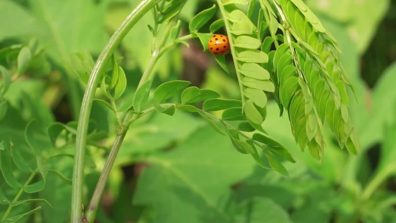 一只带着黑点的红色瓢虫在树叶间行走。叶芽在风中摇摆。叶芽呈浅绿色，以绿草为背景视频素材