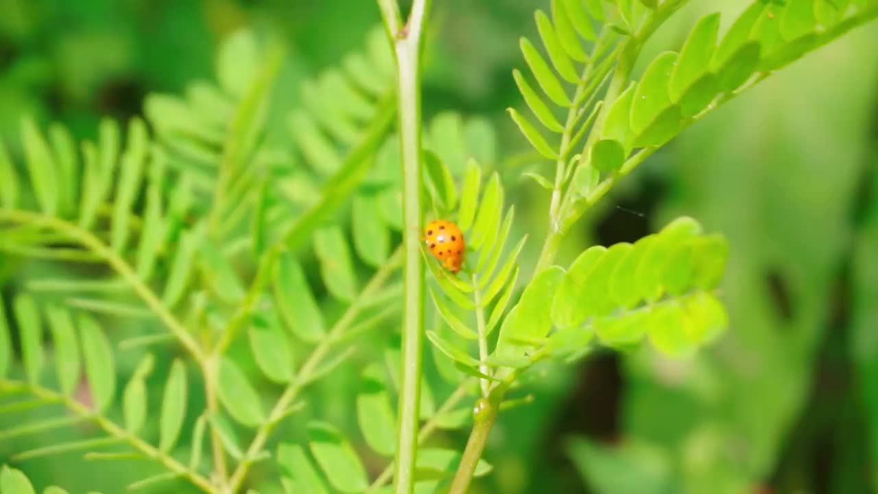 一只带着黑点的红色瓢虫在树叶间行走。叶芽在风中摇摆。叶芽呈浅绿色，以绿草为背景视频素材