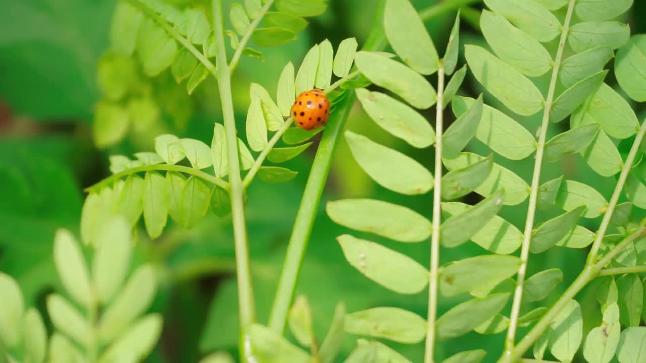 一只带着黑点的红色瓢虫在树叶间行走。叶芽在风中摇摆。叶芽呈浅绿色，以绿草为背景视频素材