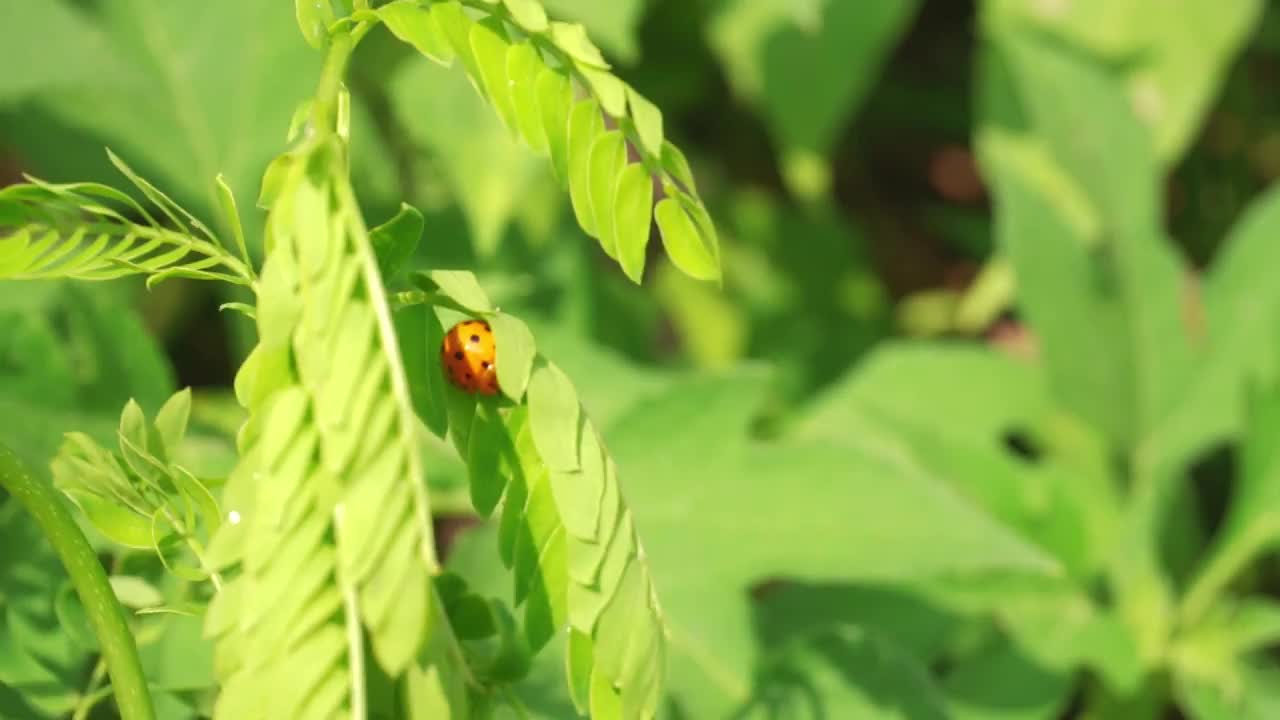 一只带着黑点的红色瓢虫在树叶间行走。叶芽在风中摇摆。叶芽呈浅绿色，以绿草为背景视频素材