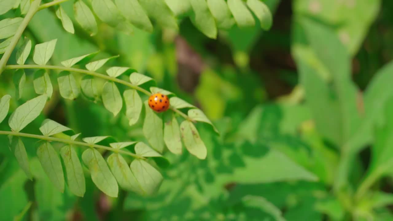 一只带着黑点的红色瓢虫在树叶间行走。叶芽在风中摇摆。叶芽呈浅绿色，以绿草为背景视频素材