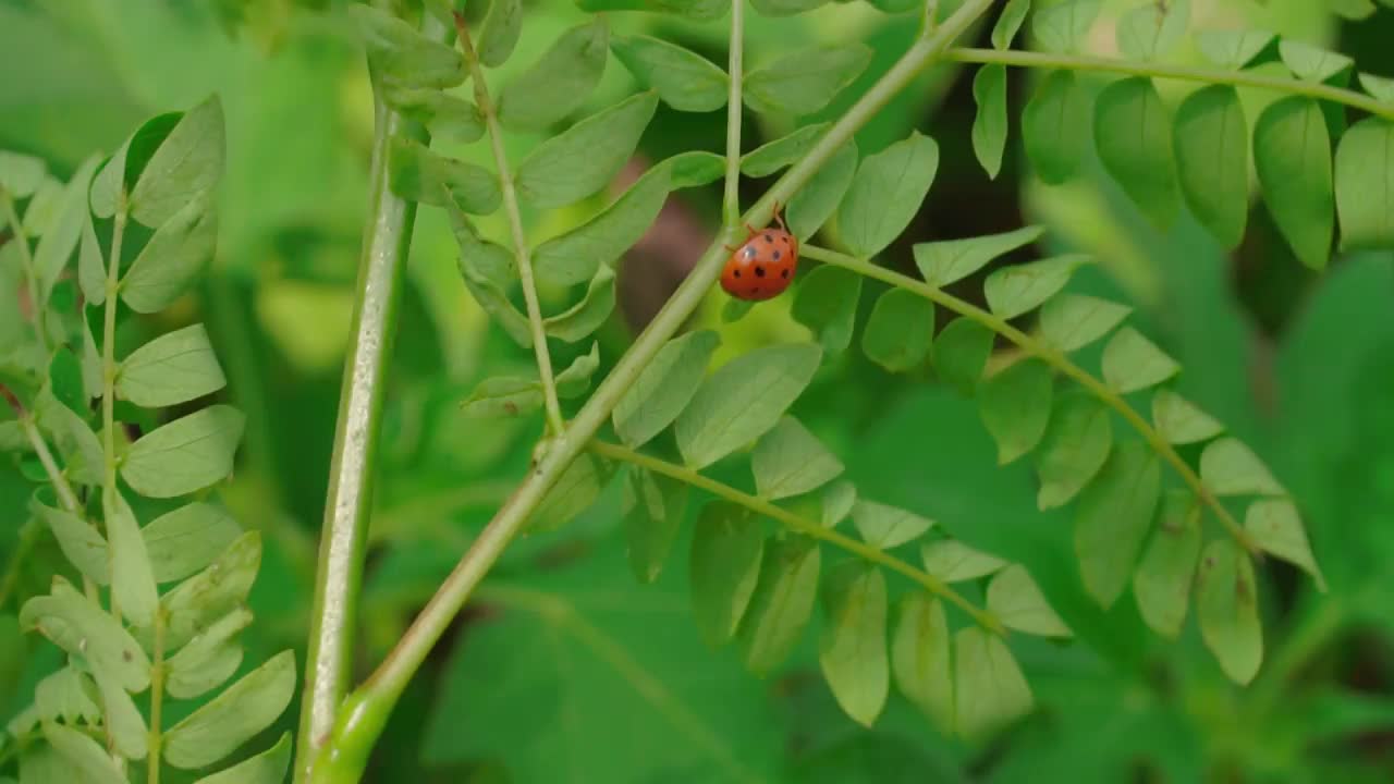 一只带着黑点的红色瓢虫在树叶间行走。叶芽在风中摇摆。叶芽呈浅绿色，以绿草为背景视频素材