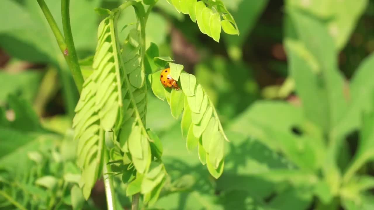 一只带着黑点的红色瓢虫在树叶间行走。叶芽在风中摇摆。叶芽呈浅绿色，以绿草为背景视频素材