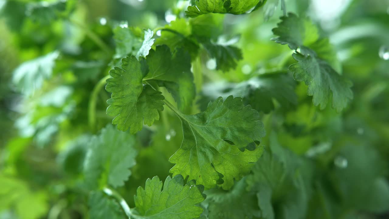 微景和超级慢镜头下的雨淋香菜1000fps视频素材