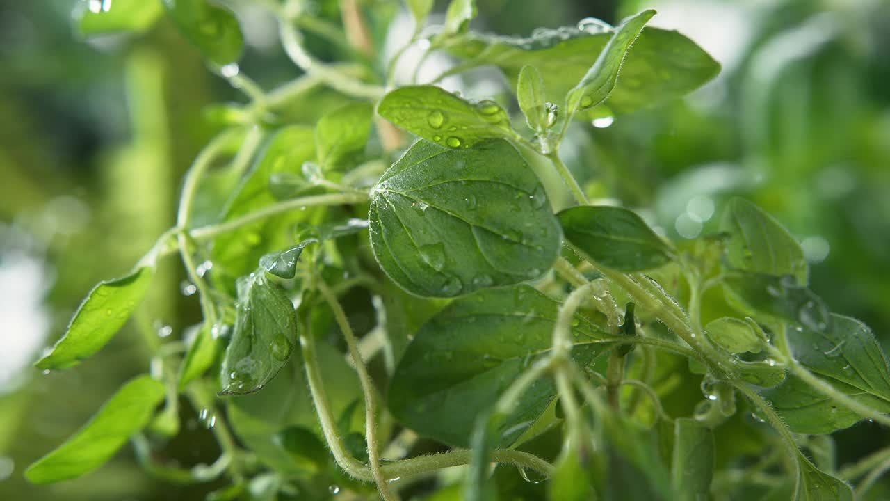 微景和超级慢镜头下的雨浇牛至草，1000fps视频素材