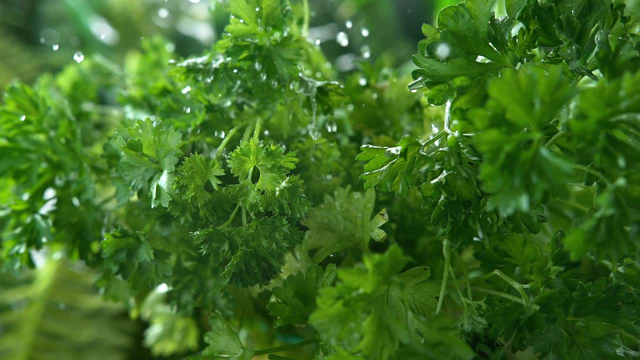 欧芹草雨水灌溉微景和超级慢镜头1000fps视频素材