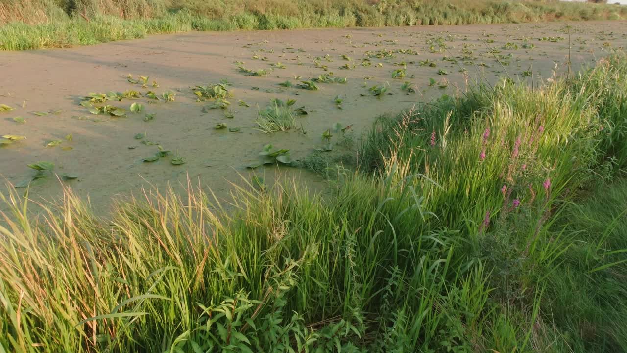 盛开的沼泽湖视频素材