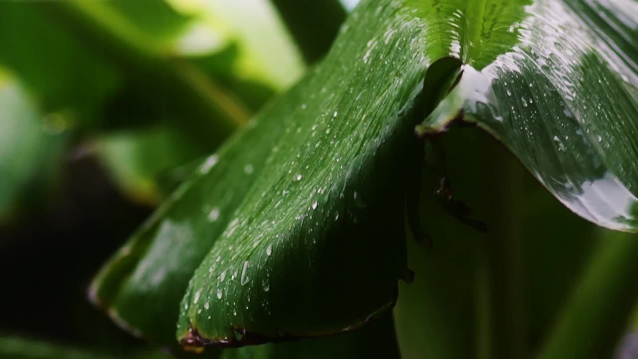 雨滴落在棕榈叶上视频素材