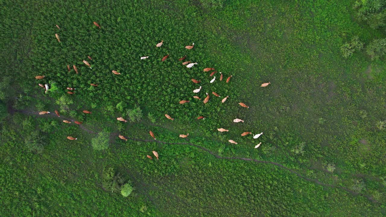 在田野的草地上吃草的肉牛视频素材