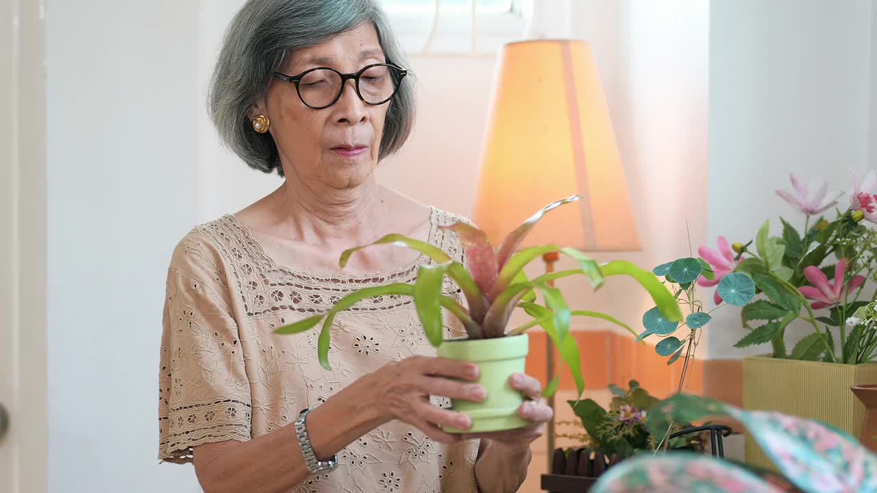 老妇人在家里种植盆栽植物视频素材