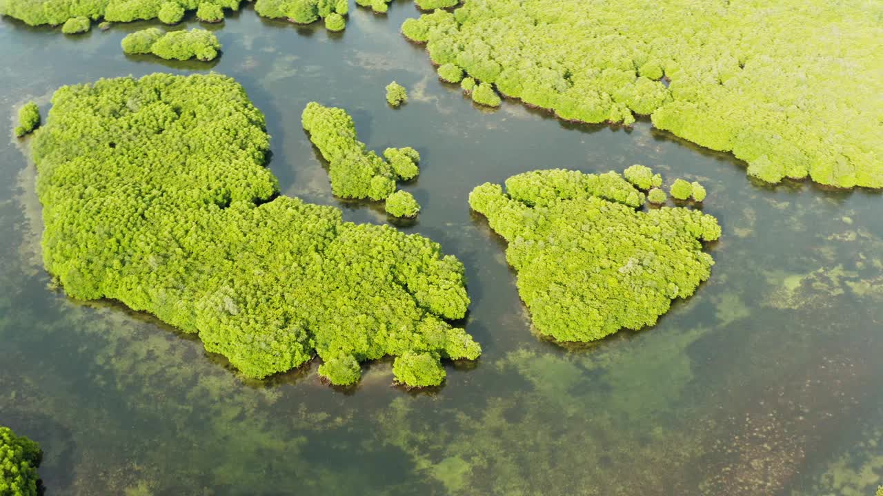 红树林和河流的鸟瞰图视频素材