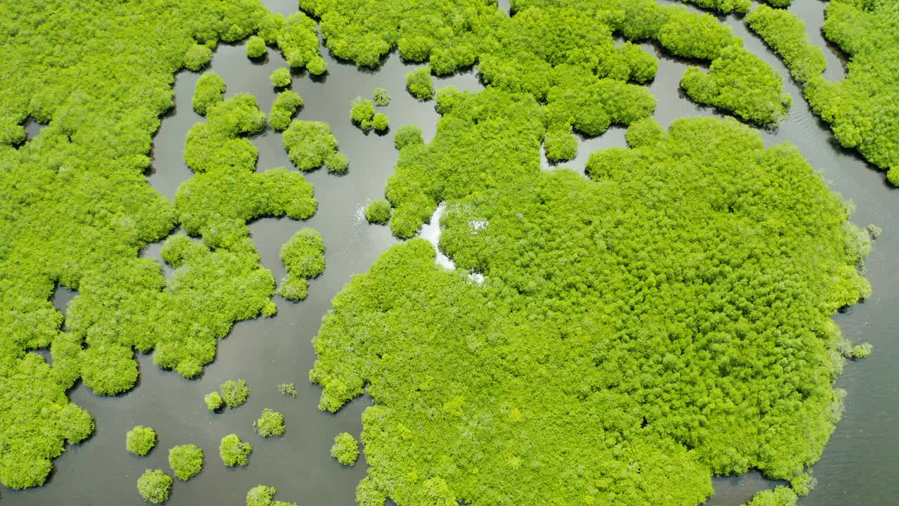 红树林和河流的鸟瞰图视频素材