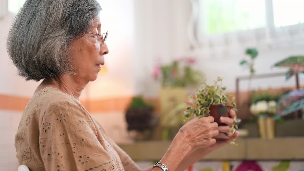 老妇人在家里种植盆栽植物视频素材