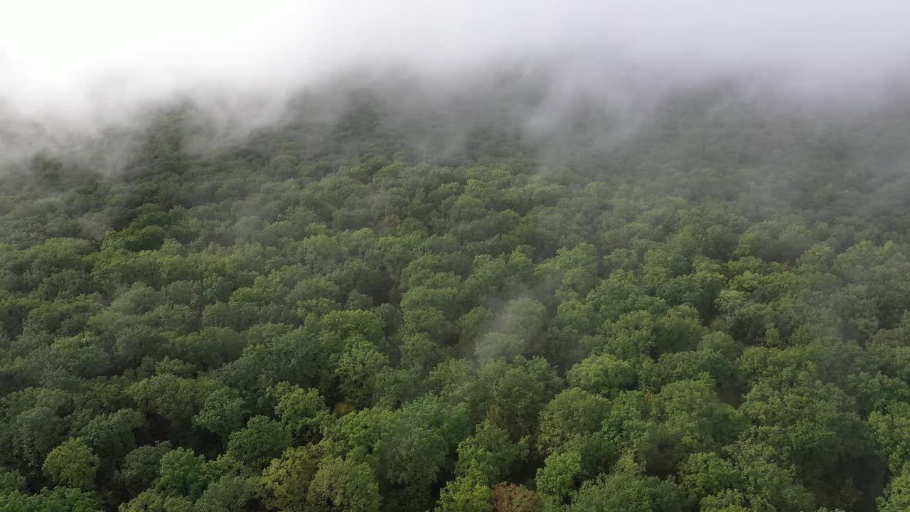 森林上空有雾和云视频下载