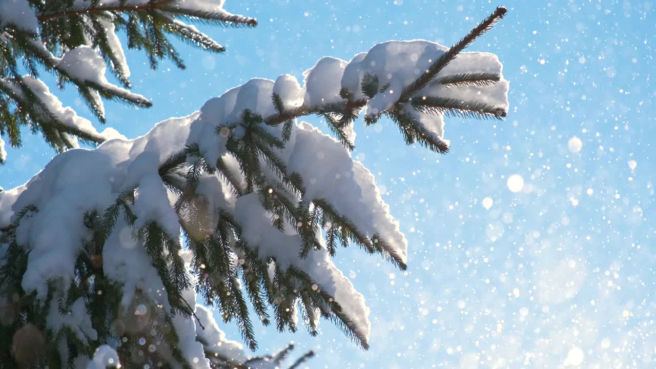 在寒冷明亮的日子里，冬天的山林里，松枝上覆盖着刚落下的雪。视频素材