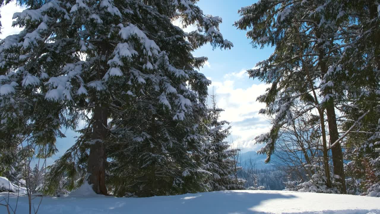 在寒冷明亮的日子里，冬山森林里常绿的松树被刚落下的雪覆盖着。视频素材