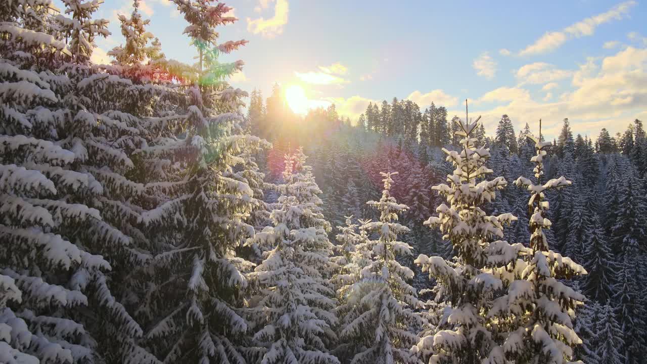 空中冬季景观与松树的雪覆盖森林在寒冷的山在日出。视频素材