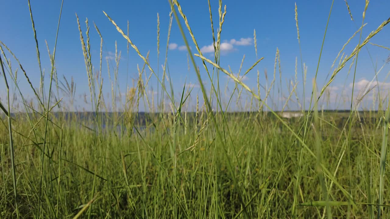 碧草映衬蓝天的风景视频素材