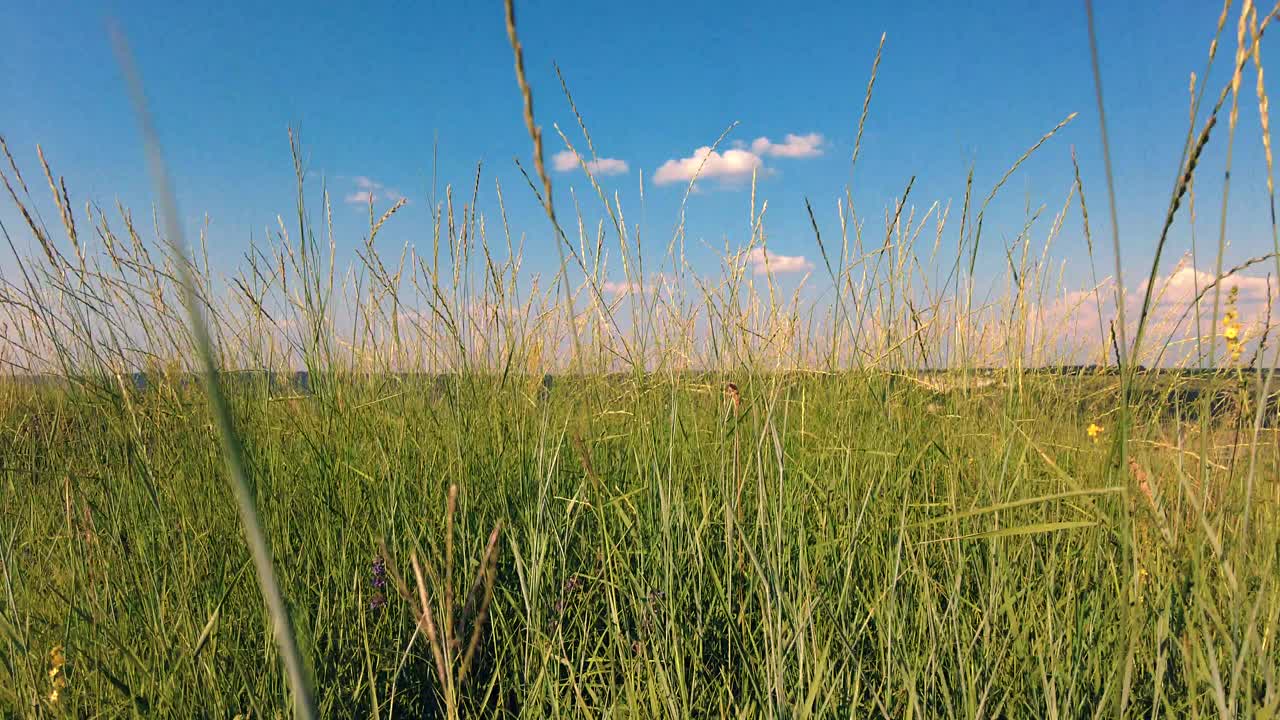 碧草映衬蓝天的风景视频素材