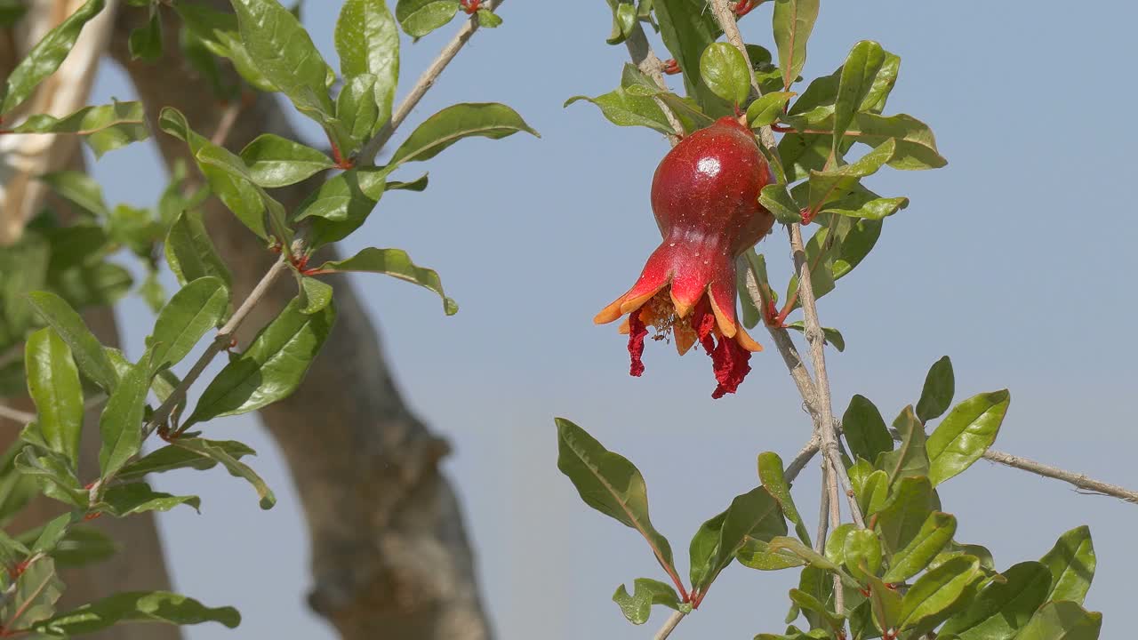 小石榴生在风中视频素材