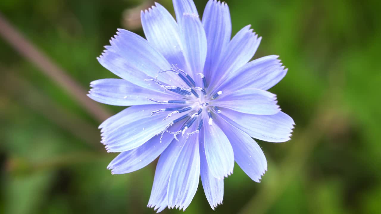 矢车菊关闭视频素材