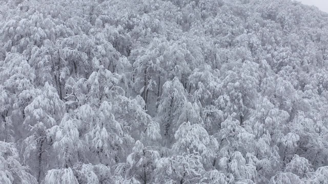 缓慢飞行浓密的白树冰林在高山寒冷的冬季季节视频素材