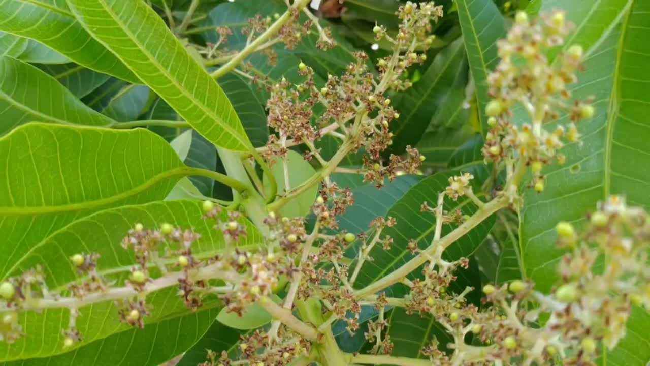 芒果果树和花木视频素材