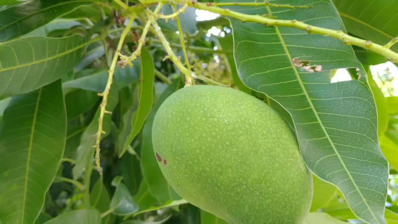 芒果果树和花木视频素材