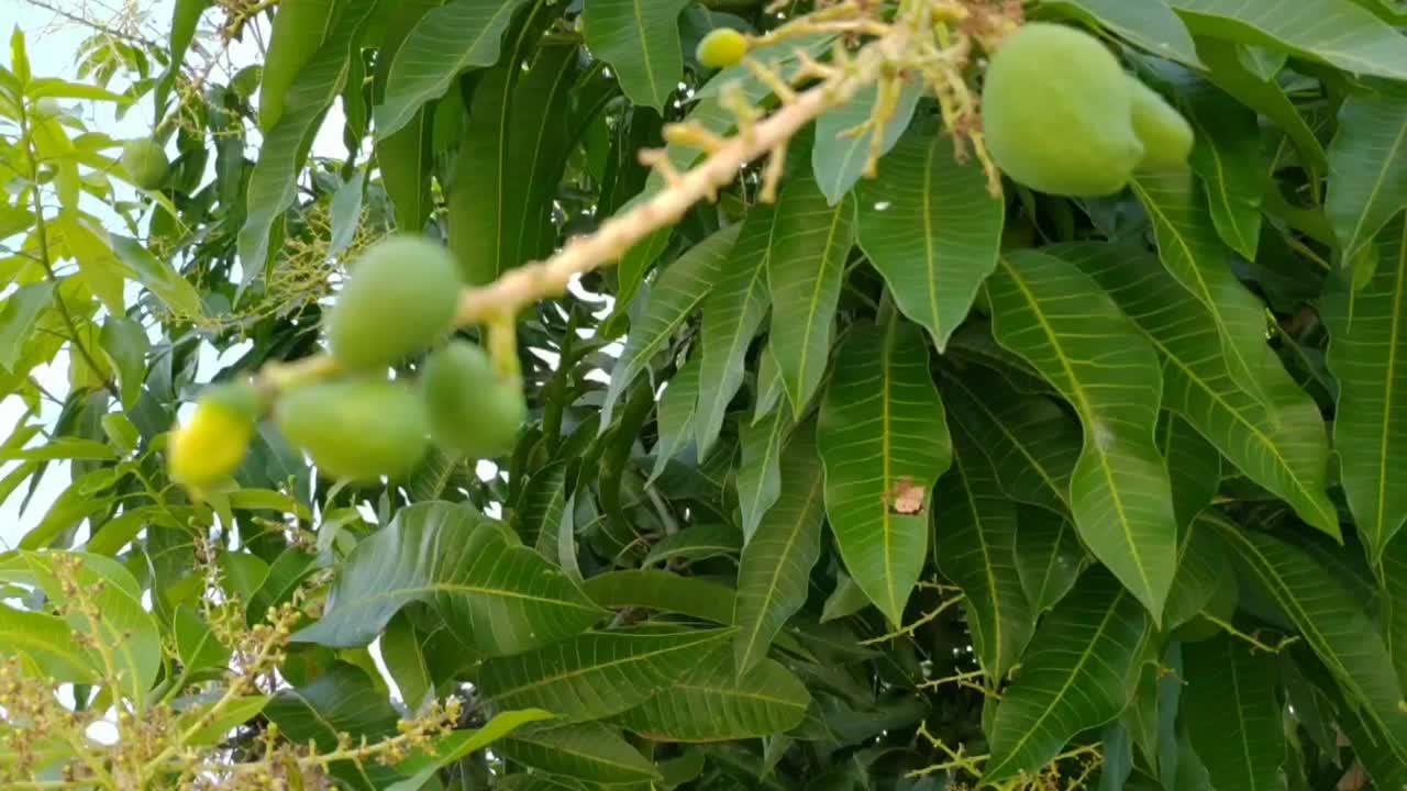 芒果果树和花木视频素材