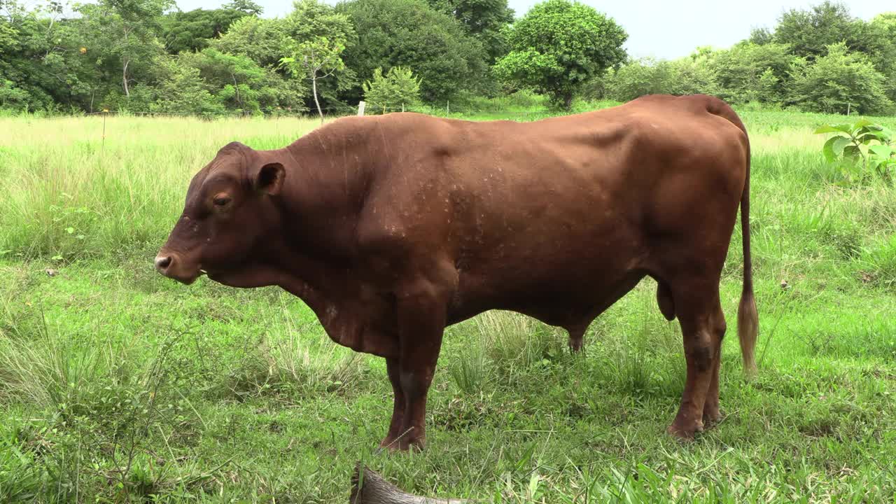 绿色草地上的棕色大牛肉视频素材