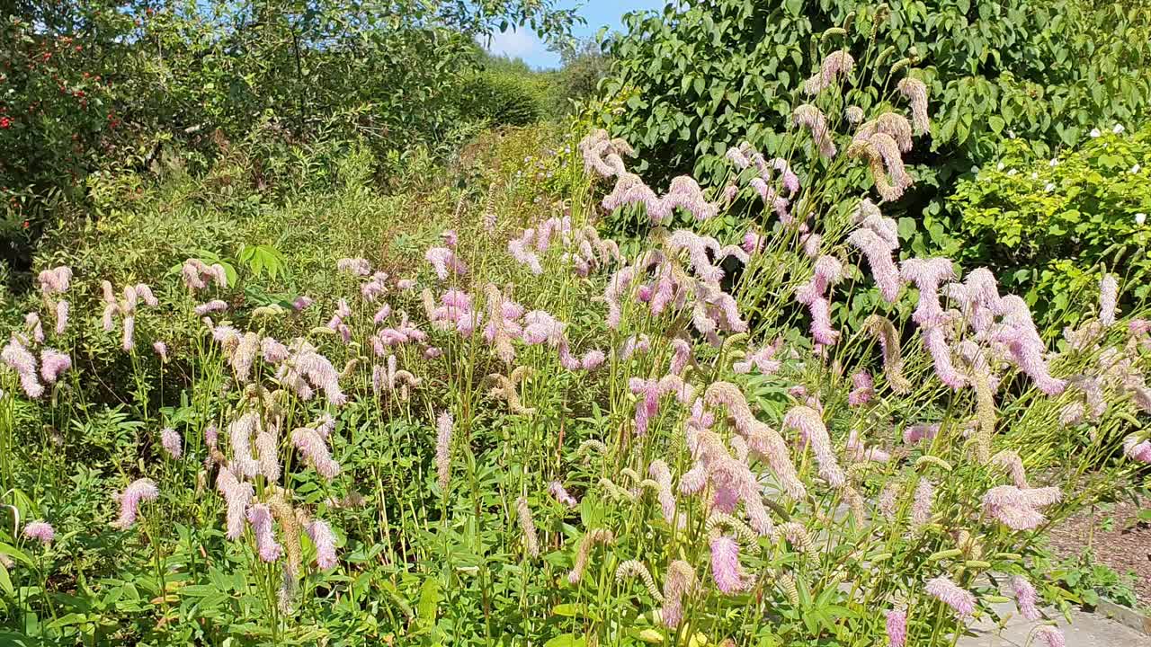 地榆(韩地榆)视频素材