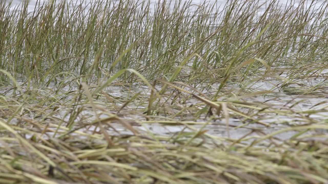 海草在海水中来的高潮运动视频素材