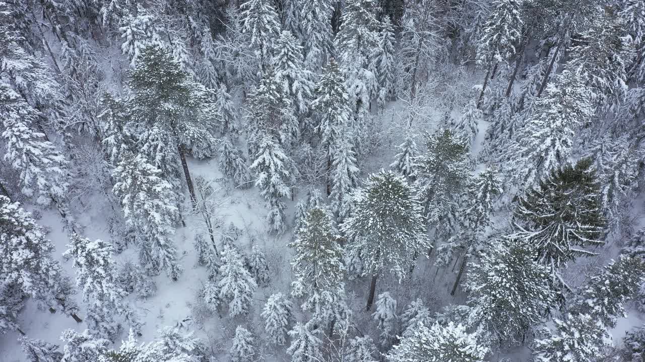 冰冻的冬天森林视频素材