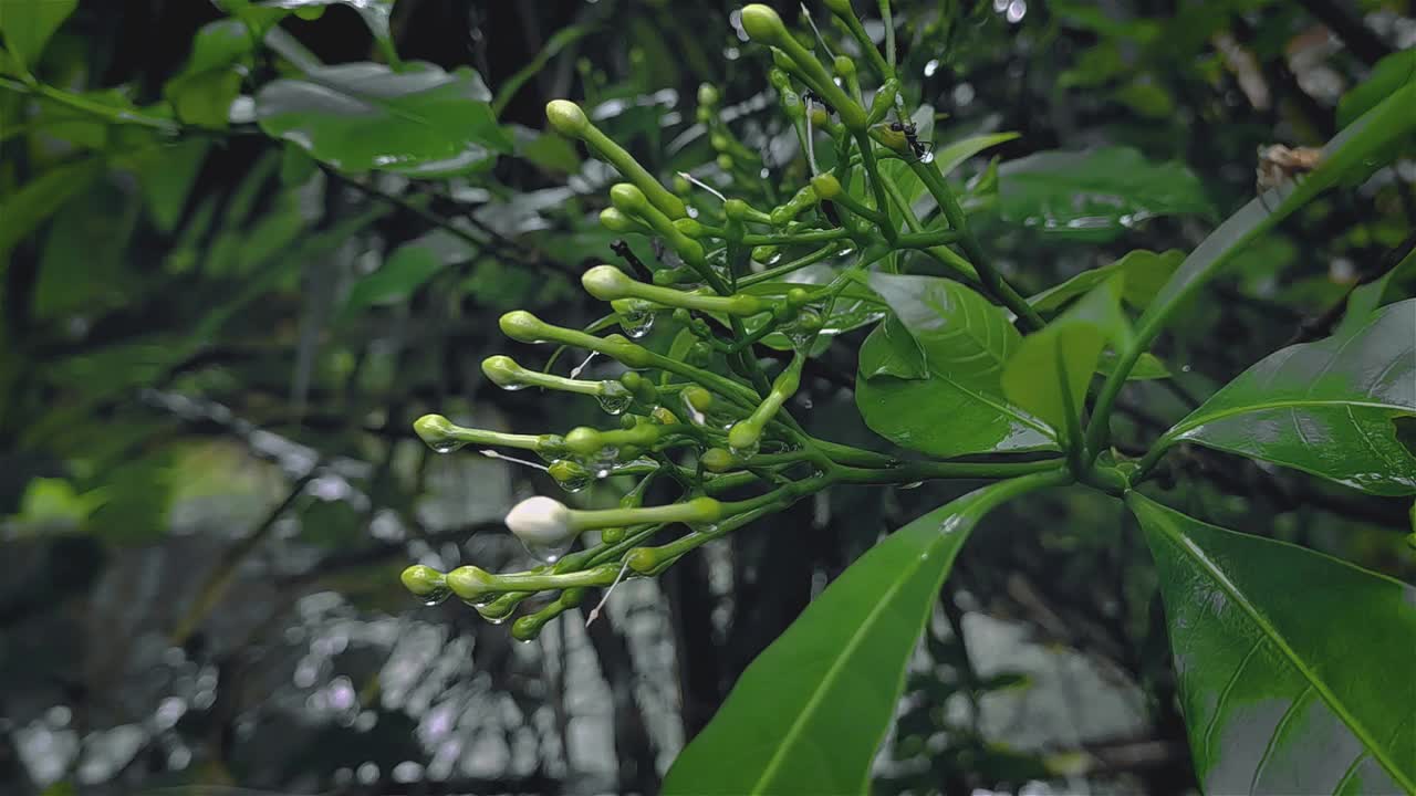 Tabernaemontana divaricata，通常被称为纸轮花，绉纱茉莉花，东印度玫瑰湾和尼鲁皇冠是一种常青灌木或小树，原产于南亚，东南亚和中国。视频下载