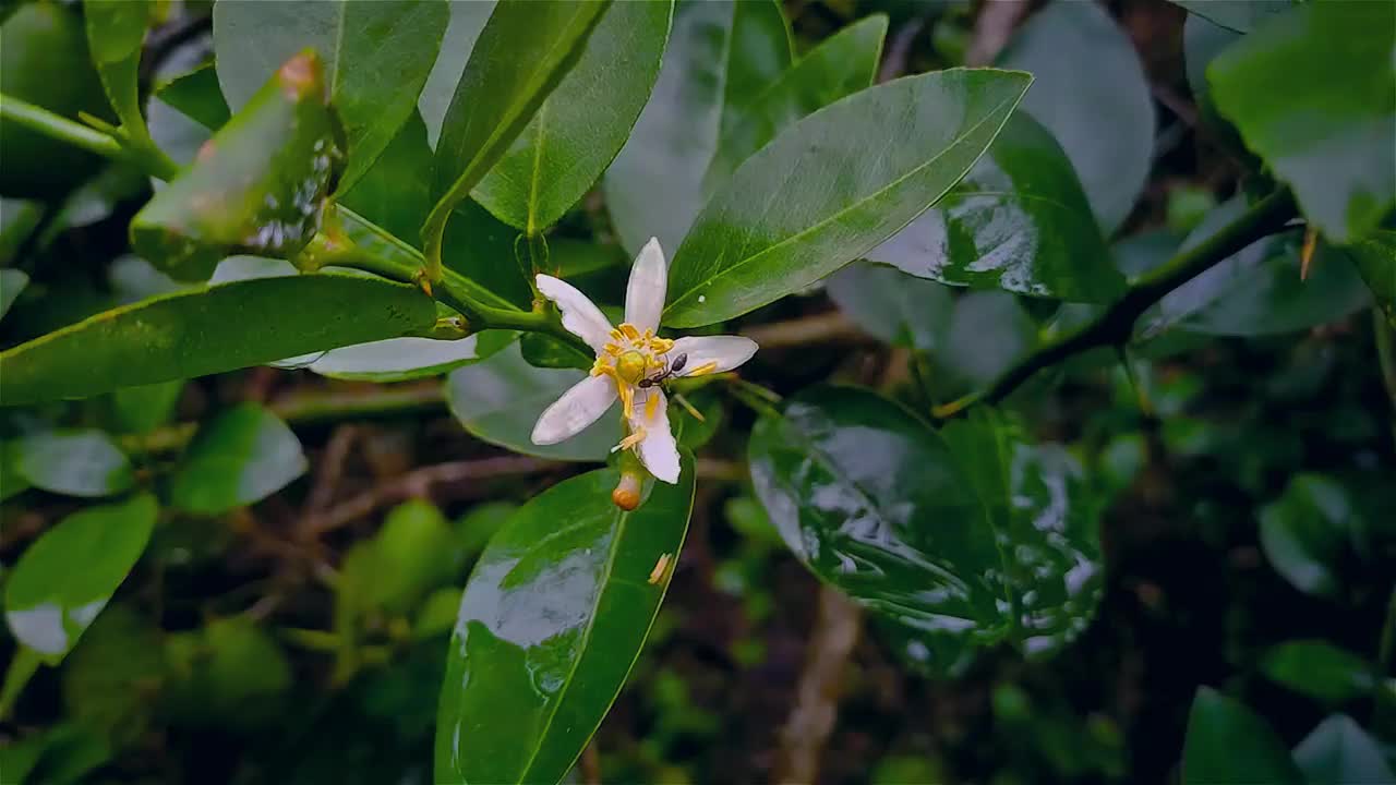 柠檬是一种开花植物芸香科的常绿小乔木，原产于南亚，主要是印度东北部。视频素材