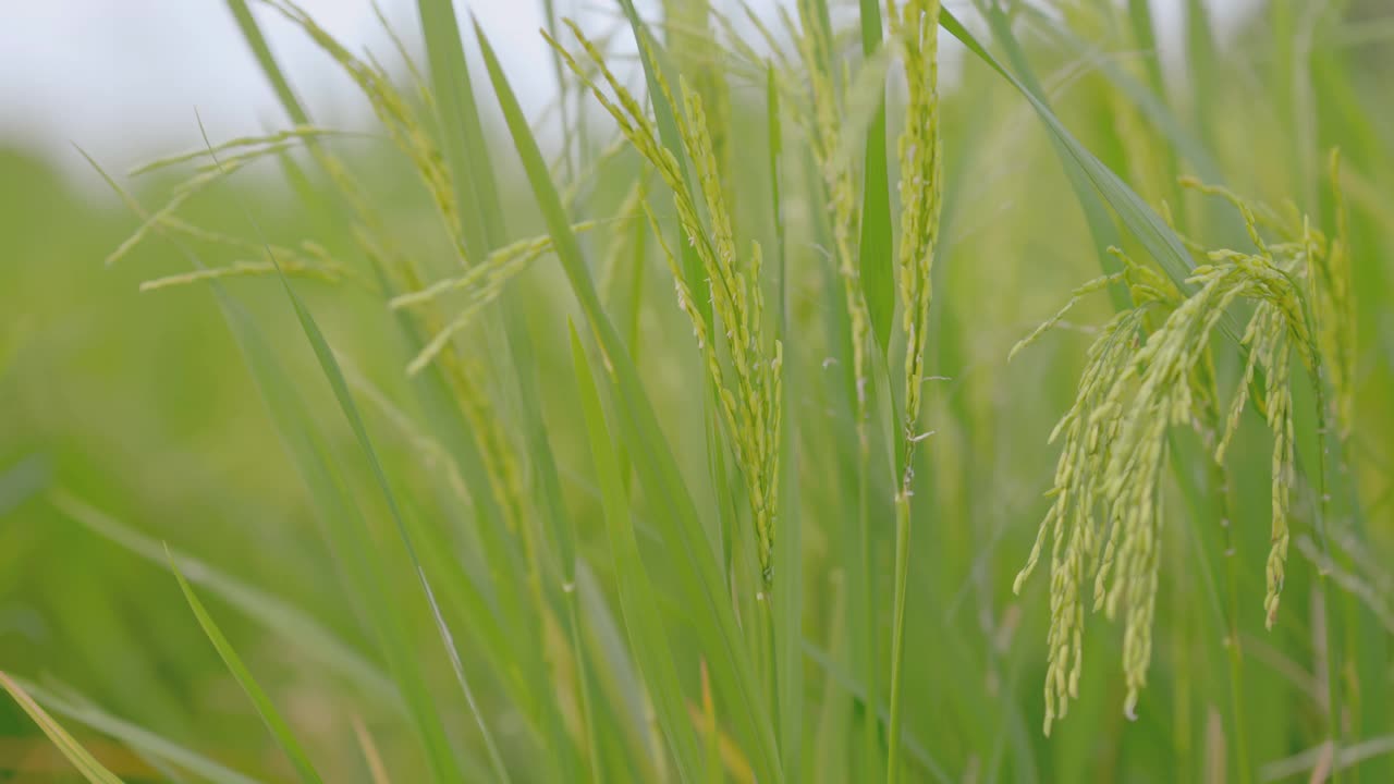 稻田里有风的概念。它是有益于健康的蔬菜。4 k决议。视频素材