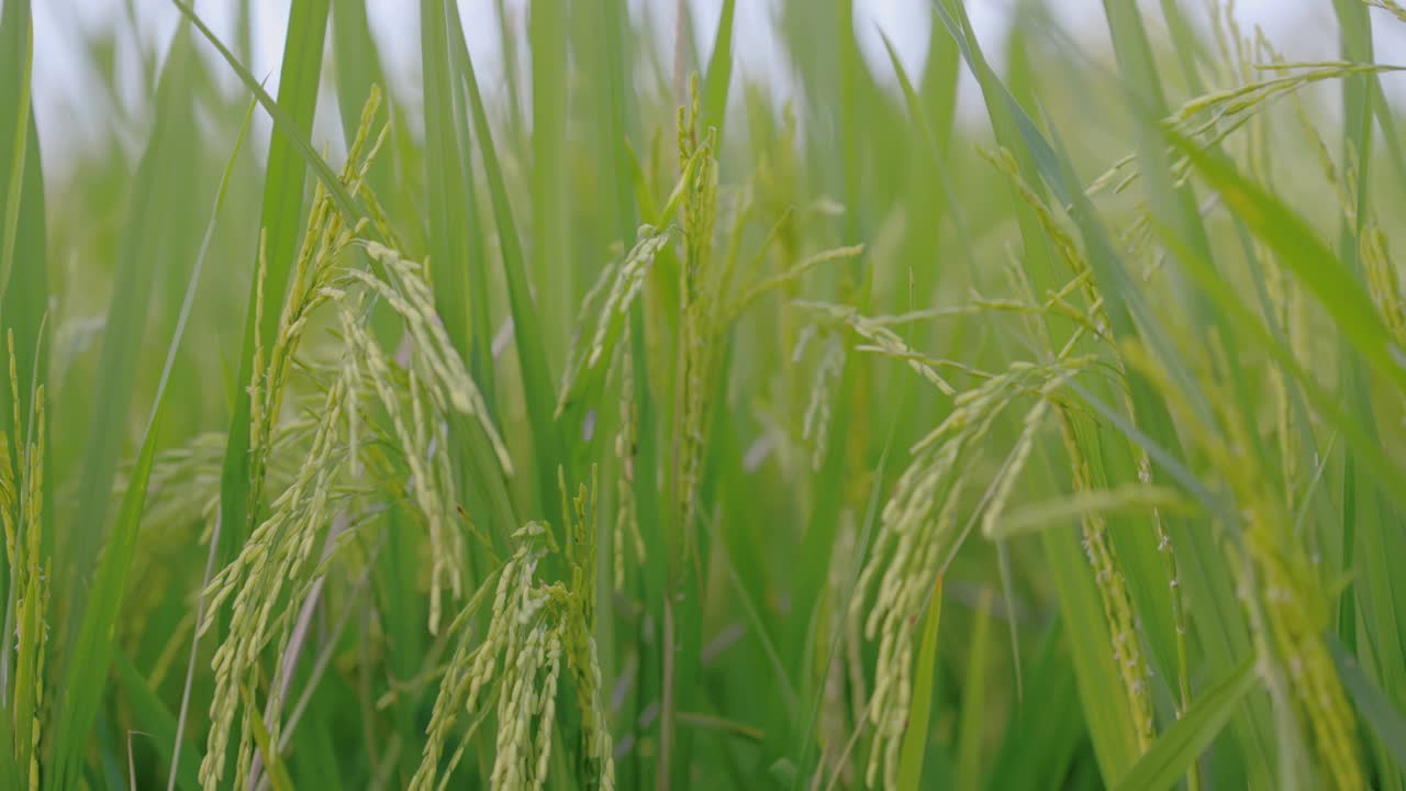 稻田里有风的概念。它是有益于健康的蔬菜。4 k决议。视频素材