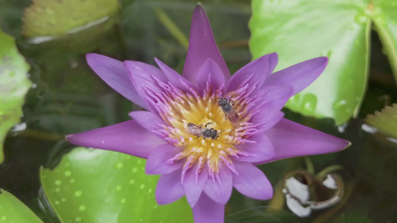 鲜艳的盛开着紫色、紫色的荷花和黄色的花粉，这群蜜蜂正在对荷花花粉授粉视频下载