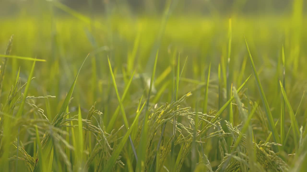 稻田里有风的概念。它是有益于健康的蔬菜。4 k决议。视频素材