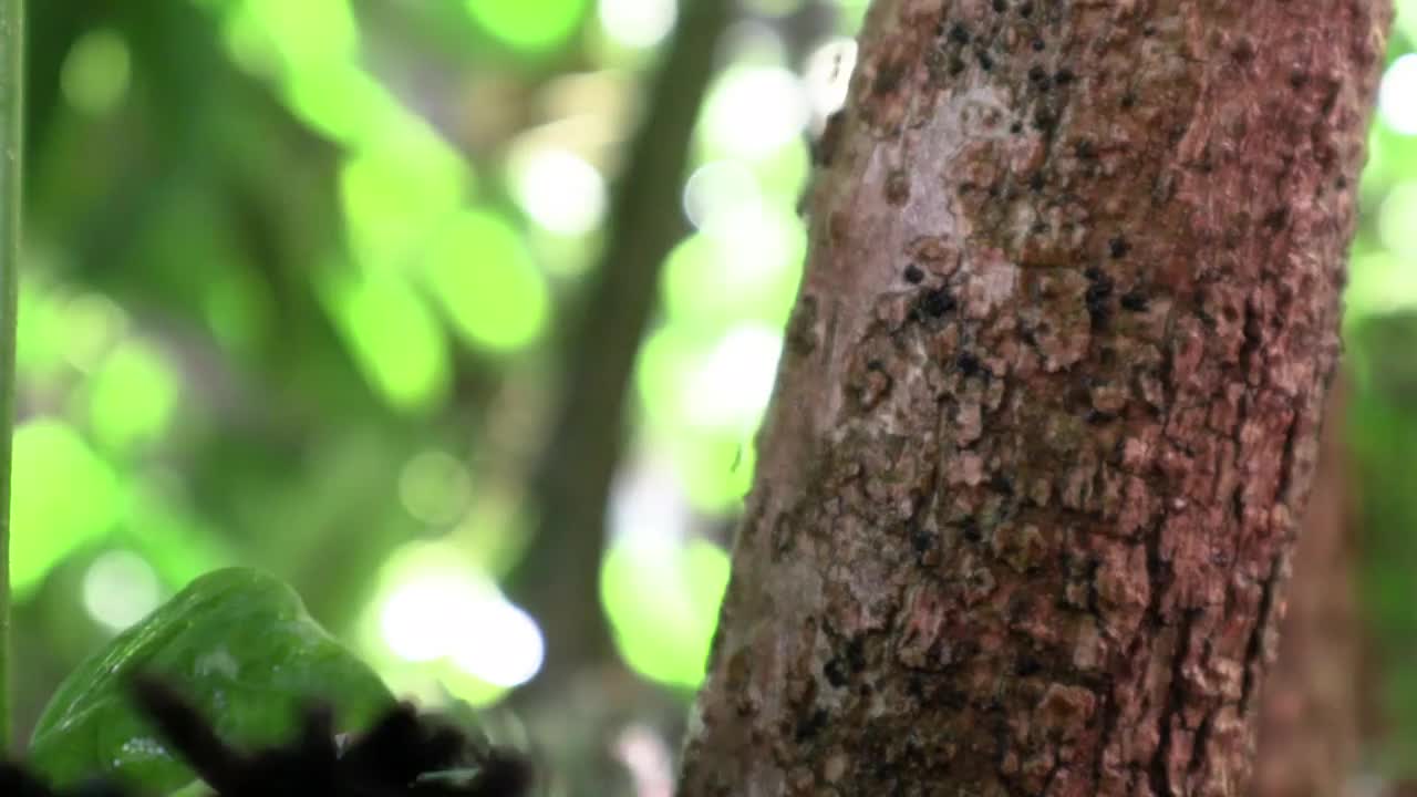 这群蚂蚁向巢穴移动。视频素材