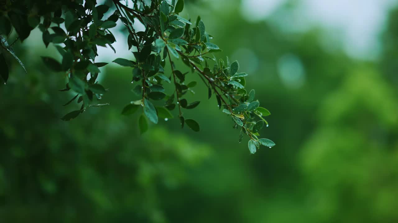 近距离雨落在树上。白天，雨落在树叶上。小雨落在小树上。绿色自然的概念。4 k的决议视频素材