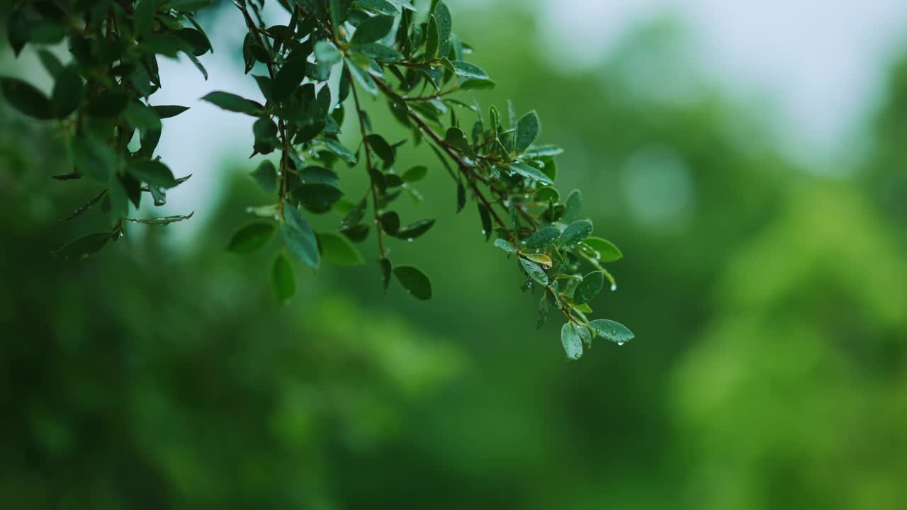 近距离雨落在树上。白天，雨落在树叶上。小雨落在小树上。绿色自然的概念。4 k的决议视频素材