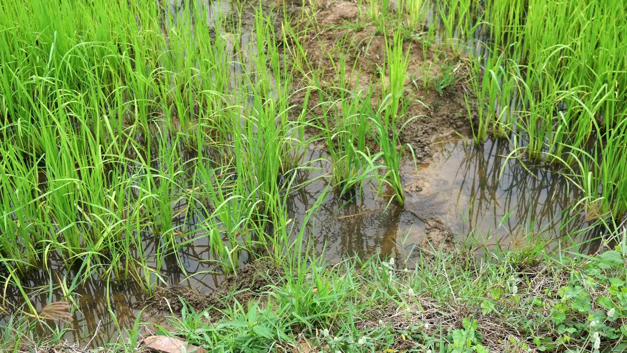 水在稻田的泥土上流动视频素材