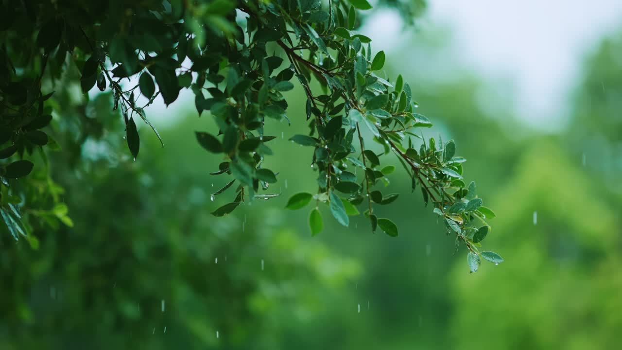 近距离雨落在树上。白天，雨落在树叶上。小雨落在小树上。绿色自然的概念。4 k的决议视频素材