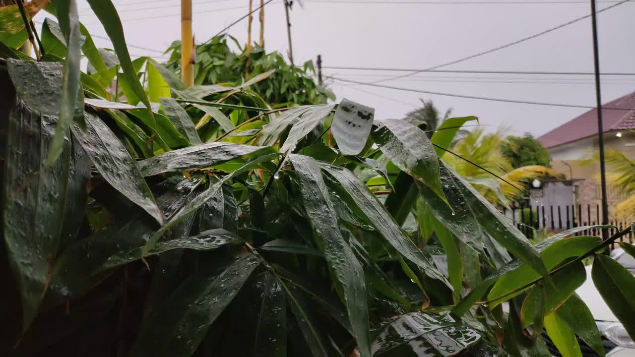 被雨打湿的叶子视频素材