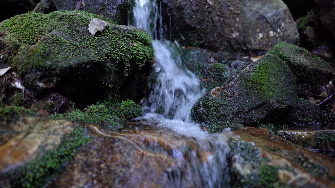 小溪在长满蕨类植物和山毛榉的森林中潺潺流过。视频素材