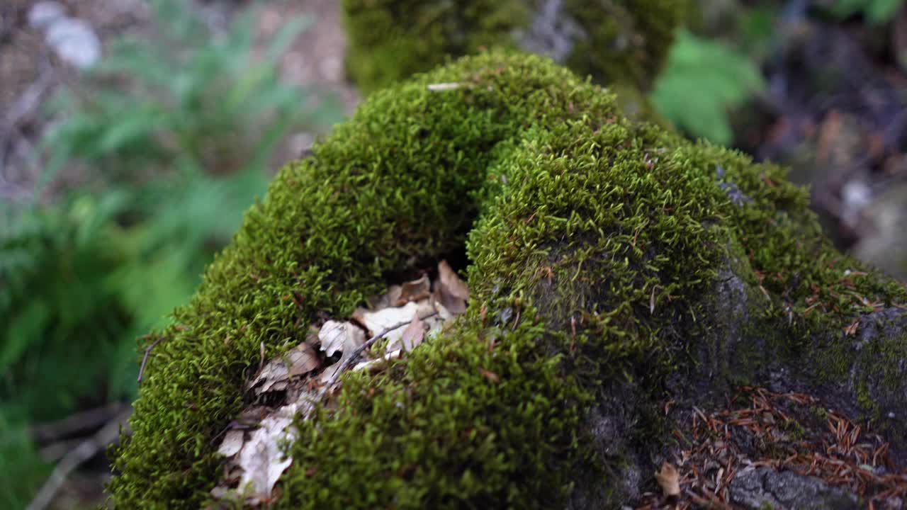 小溪在长满蕨类植物和山毛榉的森林中潺潺流过。视频素材