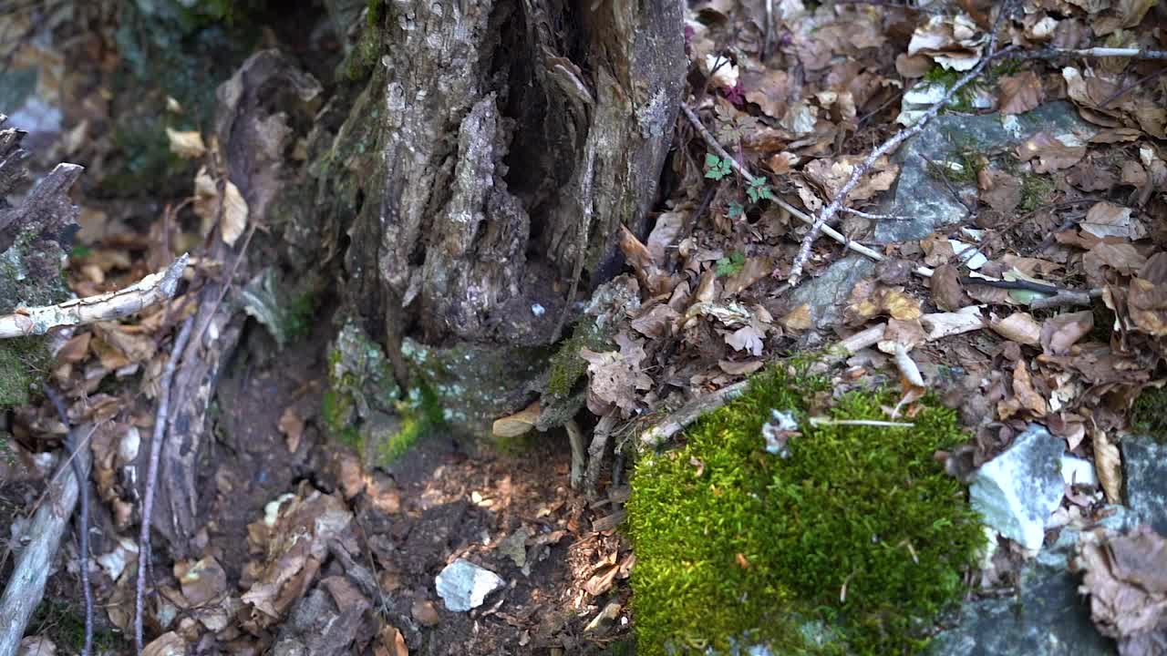 由于森林砍伐而造成的枯死的树干。视频素材